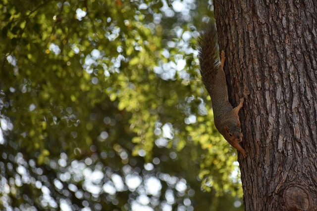 支地方队伍 支地方队伍